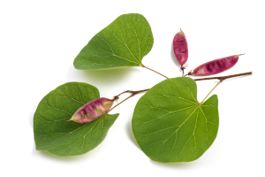 Redbud Leaves